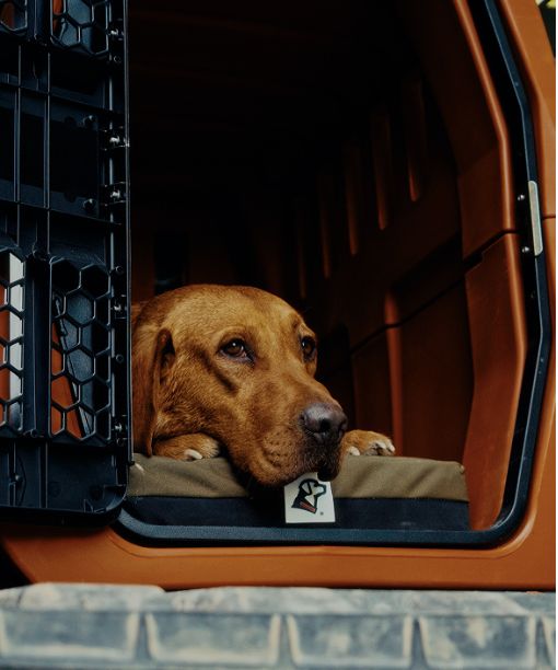 Ultimate Crash-Tested Safety Dog Kennel